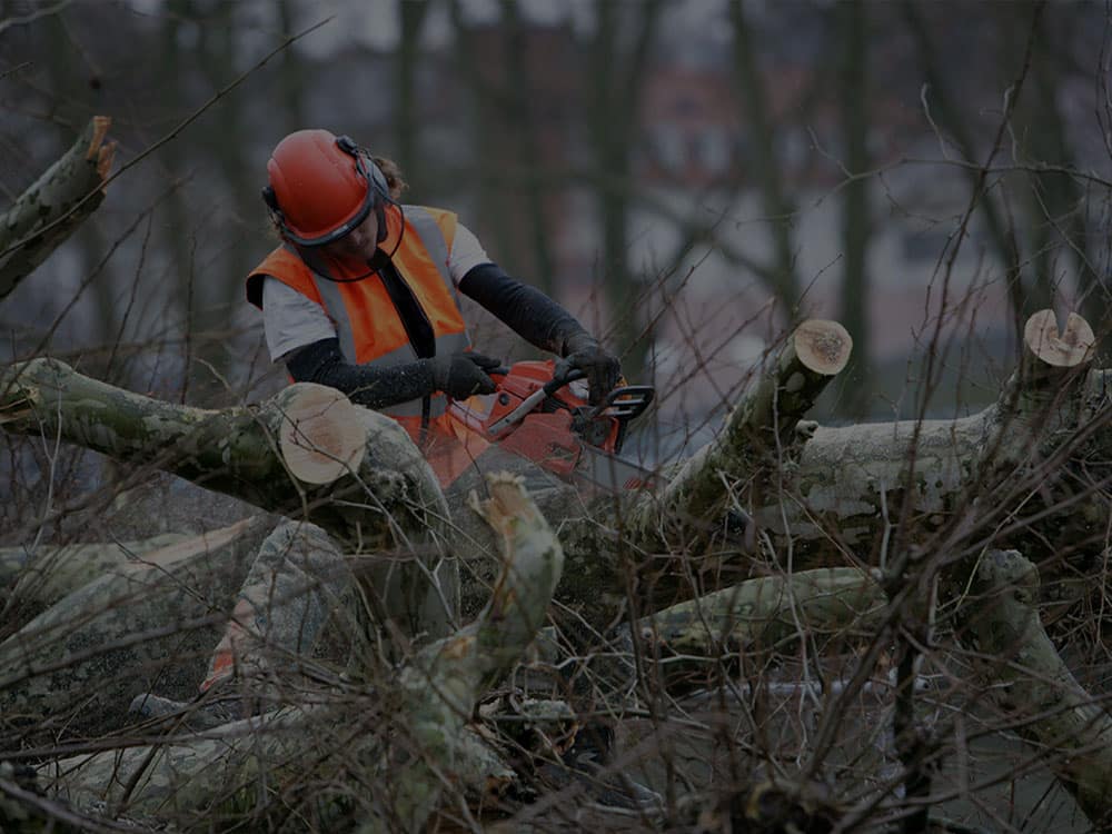 Tree Removal