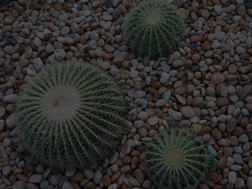 Xeriscaping